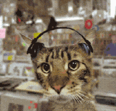 猫咪 耳机 音乐 节奏