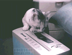 猫 碎纸 萌 可爱