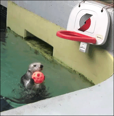 水獭 投篮 萌 矫健 otter
