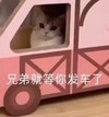 萌宠 猫星人 兄弟就等你发车了 快上车 呆萌 可爱