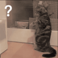猫星人 ？？？ 搞怪 逗 沙雕