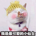 可爱 小仙女 猫