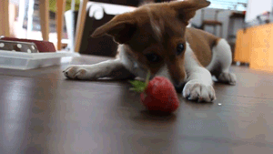 草莓 想吃 演员 萌