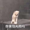 萌宠 汪星人 你害怕大雨吗 可怜 呆萌 可爱