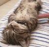 猫咪 睡觉 可爱 笔直