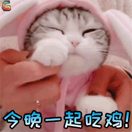 萌宠 猫 猫咪 今晚 一起 吃鸡 soogif soogif出品