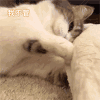 萌宠 猫星人 哼 我不管 呆萌 可爱