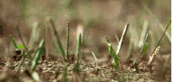 地球脉动 有趣 纪录片 蚂蚁 搬树叶