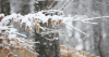 下雪 树枝 白色 树木
