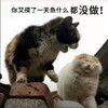 萌宠 猫星人 你又摸了一天鱼 啥也没做 呆萌 可爱