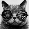 动漫 猫咪 瞳孔 黑白