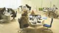 猫 白天 猫 办公室 计算机 技术支持