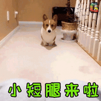 柯基图片_柯基动态图_柯基表情包gif动图下载_soogif