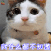 萌宠 猫咪 猫 蒙圈 我什么都 不知道 soogif soogif出品