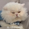 萌宠 猫星人 你不说话 没人把你当哑巴 搞怪 呆萌