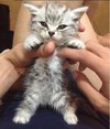 搞笑 摸摸 猫 萌宠