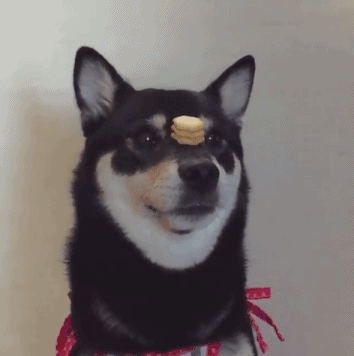 二哈 逗比 萌宠 可爱