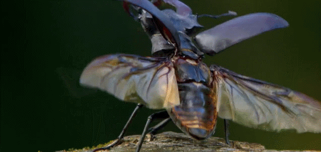 展翅 昆虫 神话的森林 纪录片 角鹿虫