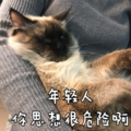 猫咪 可爱 呆萌 斗图 年轻人你思想很危险啊