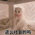 这么社会的吗 猫咪 围脖 白毛 可爱