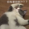 萌宠 猫星人 有事吗 兄弟 呆萌 可爱