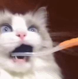 猫咪 刷牙 吃惊 搞笑