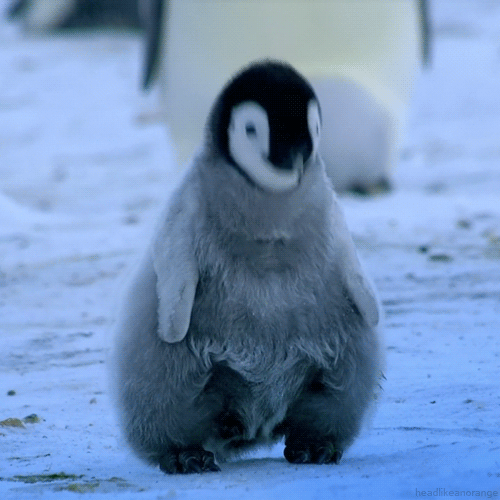 企鹅 penguin  鬼畜 魔性