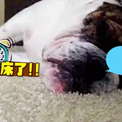 狗 賣萌 可愛 搞笑