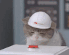 猫咪 按钮 红色 呆萌