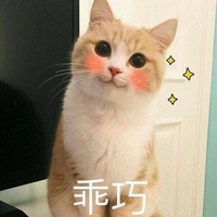 乖巧 猫咪 红脸蛋 可爱