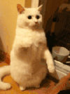 小莫 可爱 生气 太极