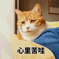 心里苦 猫