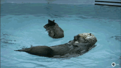 水獭 浮 安逸 悠闲 otter