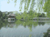 西湖 自然风光 美景 绿色 流水