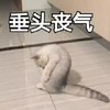 萌宠 猫星人 垂头丧气 搞怪 逗
