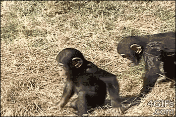 黑猩猩 贱 推进水 坑队友 吓一跳 无语 顽皮