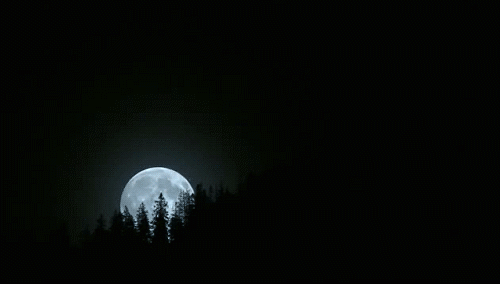 黑暗的 月亮 升起 树木