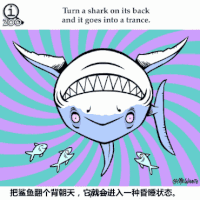 鲨鱼 翻转 龇牙 魔性