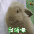 兔子 我骄傲 soogif soogif出品