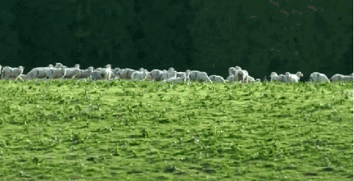 伊犁 哈萨克族自治州 喀尔斯草原 新疆 纪录片 羊 航拍中国 马