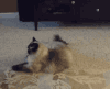 猫咪 玩具 玩耍 可爱