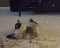 猫咪 玩具 玩耍 可爱
