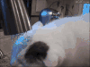 喵星人 猫 宠物 搞笑