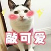 萌宠 猫星人 敲可爱 开心 呆萌 可爱