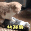 猫咪 抚摸 装死 快醒醒