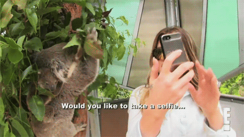 考拉 吃吃吃 可爱 小透明 koala