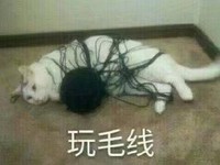 玩毛线 猫咪 缠住 白毛