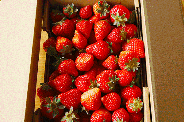 美食 水果 草莓 新鲜
