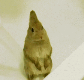 兔子 紧张的宝宝 乖乖 洗澡 萌宠