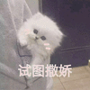 萌宠 喵星人 撒娇 猫 搞怪 可爱